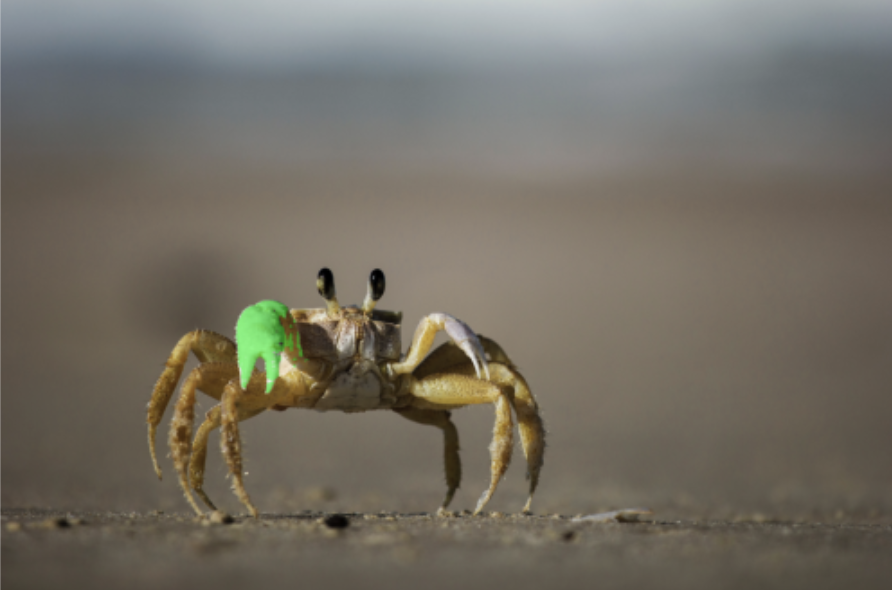 SAM2 result after training