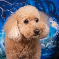 yokoe ryota's profile picture