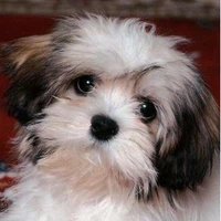 Haochen Wang's profile picture