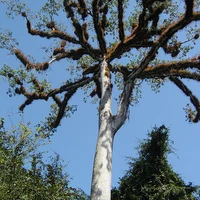 yaxche-io's profile picture