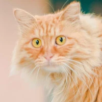 Xin Li's profile picture